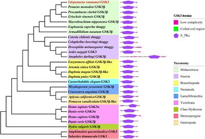 Glycogen Synthase Kinase 3 Gene Is Important in Growth and Molting of the Pacific White Shrimp Litopenaeus vannamei